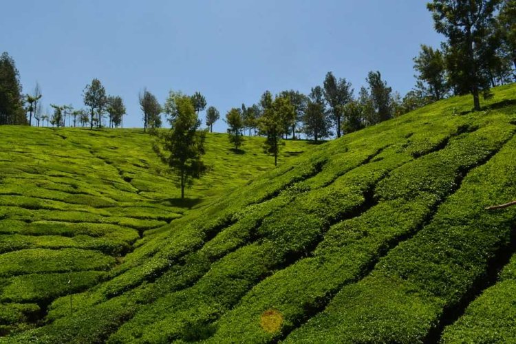 Kerala tour guide to Winter Travel Escape