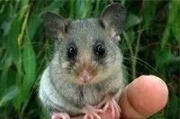 How Can You Safely and Legally Remove Possums from Your Melbourne Home?