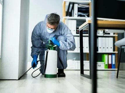 Pest Control in Long Island NY: Comprehensive Solutions for a Pest-Free Environment