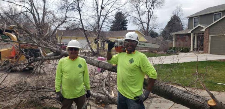 Top Fort Collins Tree Service | Fast, Affordable & Reliable