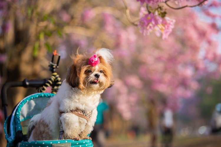 What Are the Best Techniques for Dog Training UAE