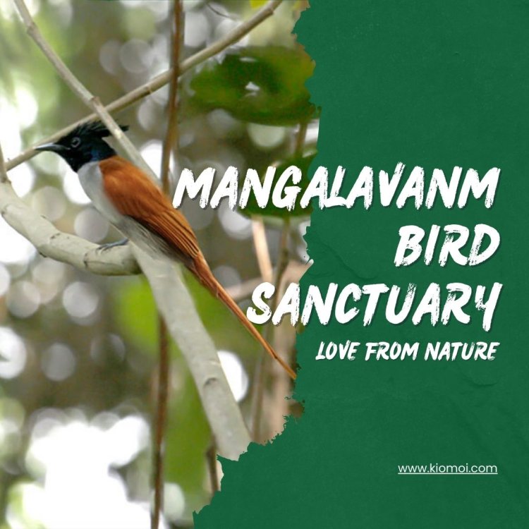Discover the Beauty of Mangalavanam Bird Sanctuary Today