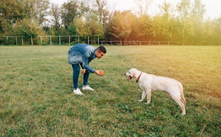 Why Professional Dog Training in West Palm Beach Is Worth Every Penny