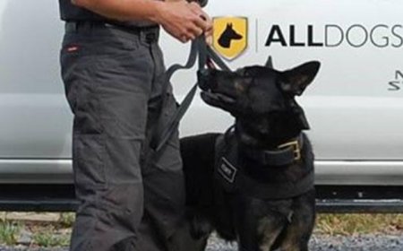 The Ultimate Guide to Security Dogs for Sale: Protect Your Home and Family with Trained Protection Dogs