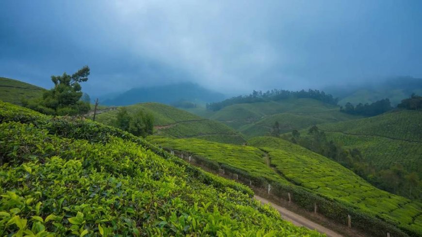 Discover Munnar – The Jewel of the Western Ghats