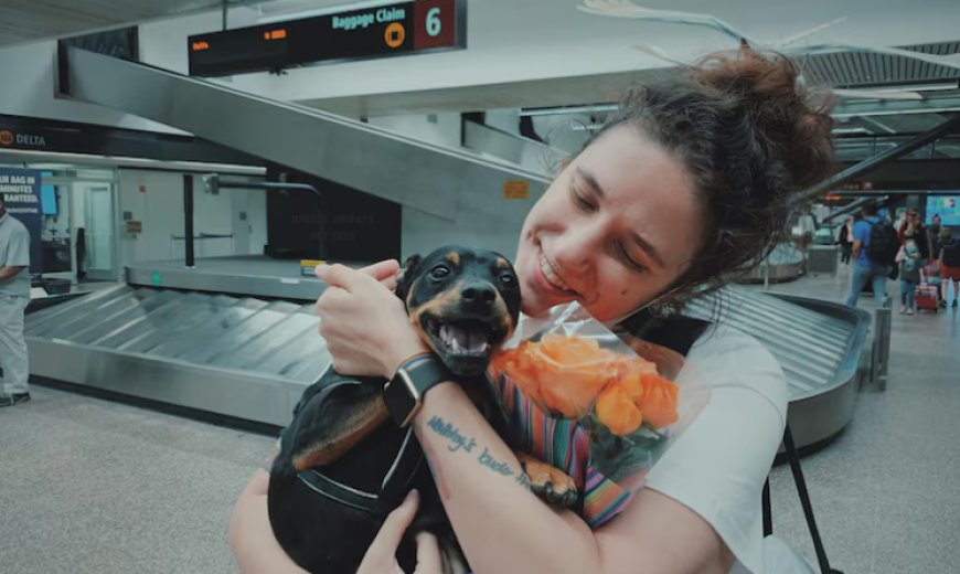 Breeze Airways Pet Fees: Full Guide To Costs And Policies
