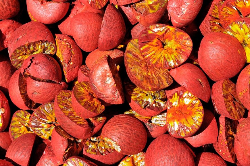 Keys to Running a Profitable Areca Nut Processing Plant Setup Report 2025: Cost Details