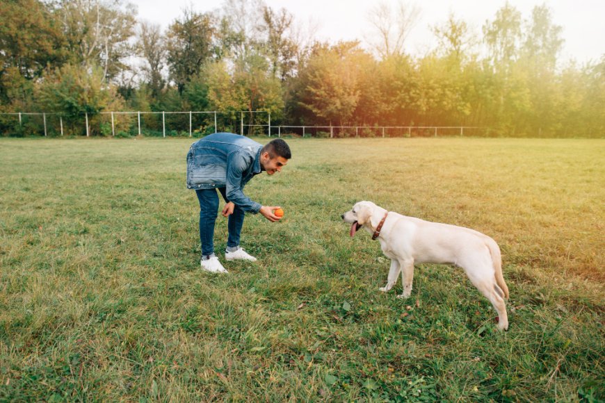 Why Professional Dog Training in West Palm Beach Is Worth Every Penny
