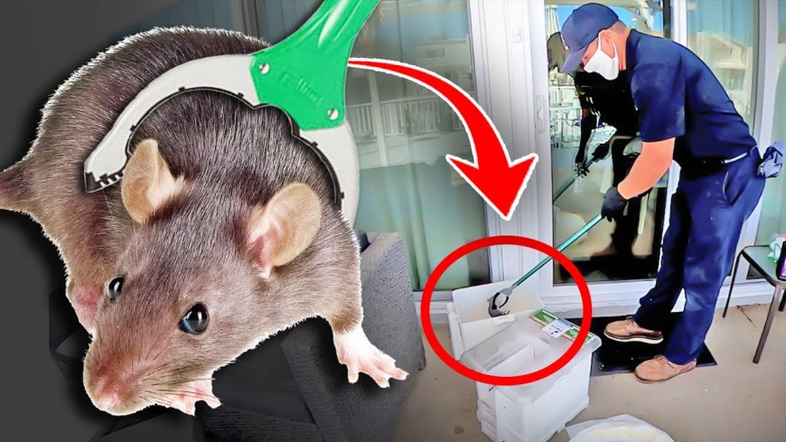 4 Things That Happen When You Delay Rodent Removal in Austin