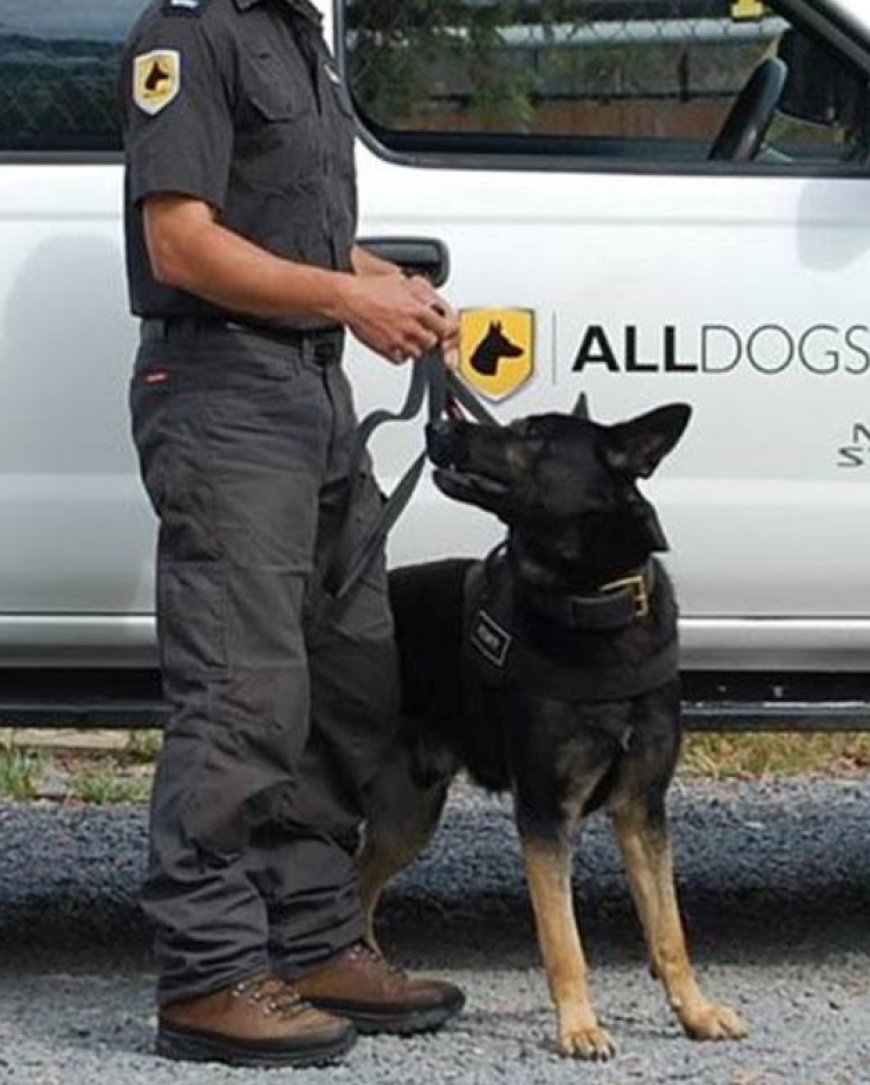 The Ultimate Guide to Security Dogs for Sale: Protect Your Home and Family with Trained Protection Dogs