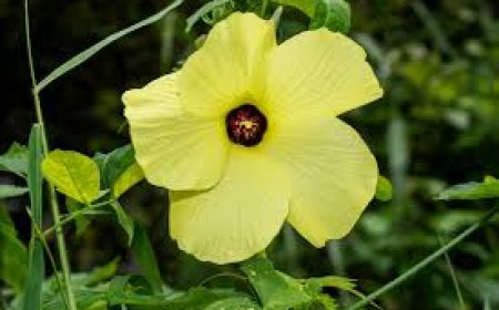 Musk Ambrette: Nature’s Sensual Aromatic Treasure