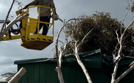 Urban Tree Removal Challenges: How Benj Geerling Navigates Tight Spaces