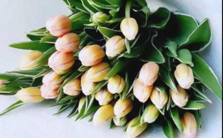 Sending Emotions Through Blooms: Trusted Florists in Melbourne’s Suburbs