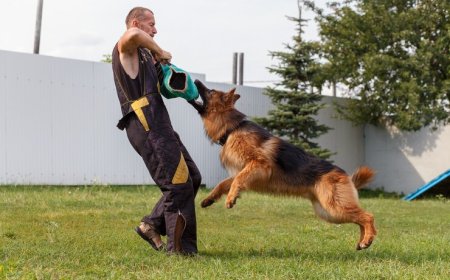 Why Bark Busters Greater Los Angeles Stands Out in Dog Training Services