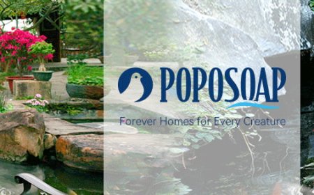 Bring Nature to Life with a Floating Solar Fountain | Solar Powered Floating Fountain from Poposoap