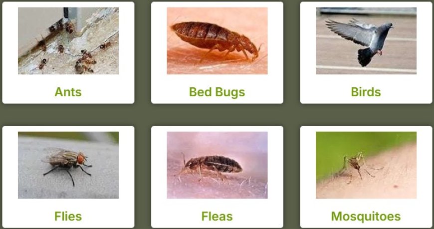 Pest Control Mindarie: Defending Coastal Homes from Unwanted Guests