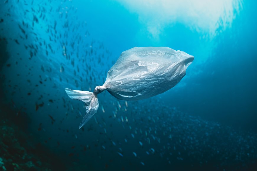 What Happens to Biodegradable Bags in the Ocean? Surprising Answers