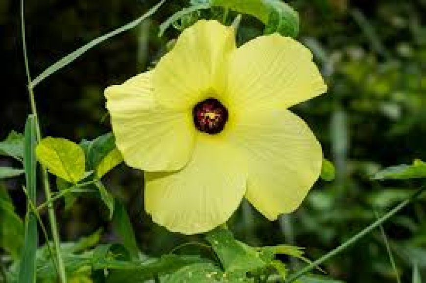 Musk Ambrette: Nature’s Sensual Aromatic Treasure