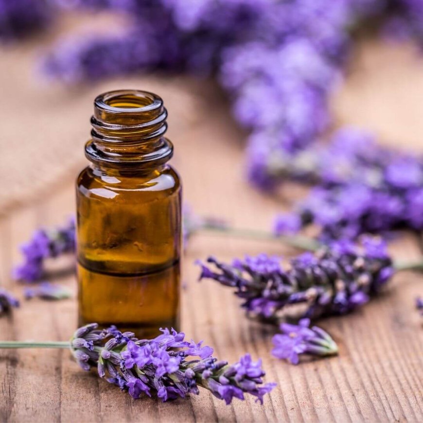 Setting Up a Successful Lavender Oil Processing Plant Setup Report 2025: Business Plan