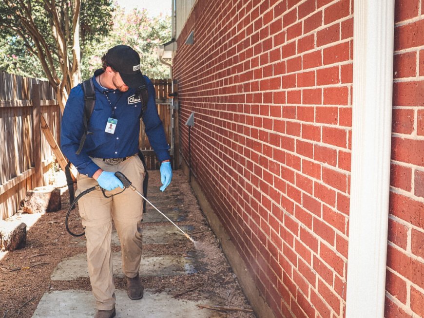 Best Pest Control in Washington | Affordable Herbal & Ayurvedic Solutions | Pest Control Xpertz