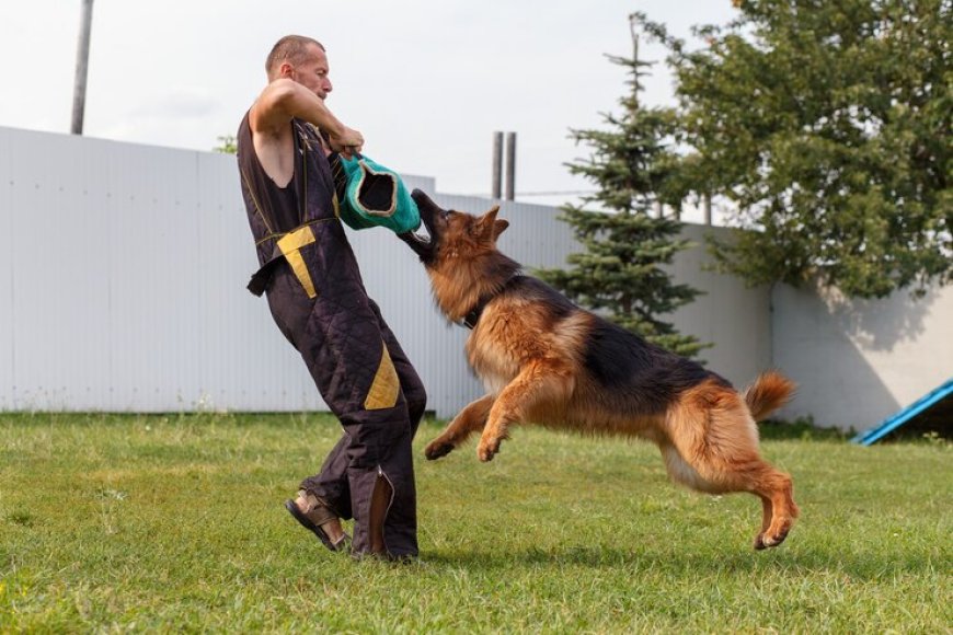 Why Bark Busters Greater Los Angeles Stands Out in Dog Training Services